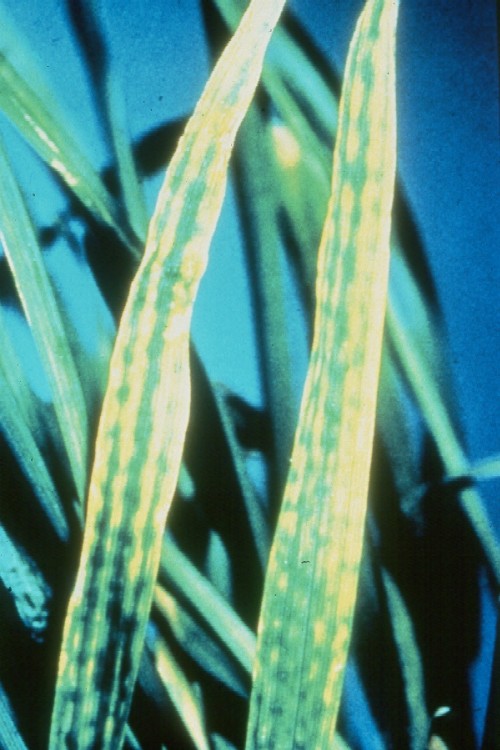 Wheat leaves with yellow interveinal chlorosis from Mg deficiency